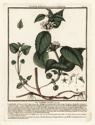 Weiße Taubnessel, Lamium album