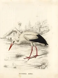 Weißstorch, Ciconia ciconia (Ciconia alba). Handkolorierte Stahlgravur aus Georg Friedrich Treitschkes Galerie der Naturgeschichte, Naturhistorischer Bildersaal des Tierreiches, Leipzig