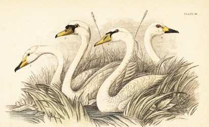 Singschwan, Höckerschwan, Zwergschwan. 1889