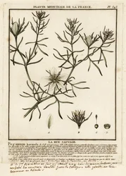 Steppenraute, Peganum harmala