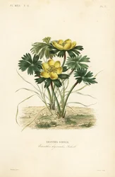 Winterling, Eranthis hyemalis