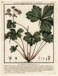 Sanikel