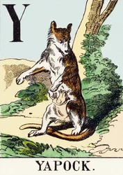 Y : Yapock - Das Jagdalphabet, ca. 1890 (Gravur)