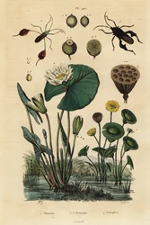 Gelbe Lotusblume, Nelumbo lutea 1, Blattfußwanzen, Anisoscelis foliaceus 2 und Anoplocnemis curvipes 3, und weiße Seerose, Nymphaea alba 4