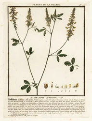 Gelber Steinklee, Melilotus