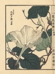 Yuugao, Hyoutan, Kalebassenblume, Lagenaria siceraria (aus Kusa Bana Hyakushu)