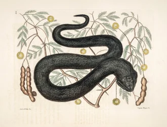 Zoo-Illustration Vipera nigra Schwarze Viper