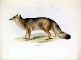 Zoologie: Darstellung des „Canis fulvipes“ südamerikanischen Fuchses beschrieben von Charles Darwin während seiner Reise an Bord der Beagle. Tafel aus „The zoology of the voyage of H.M.S. Beagle under the command of Captain Fitzroy during the years 1832-18