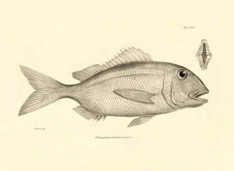 Zoologie: Darstellung des Fisches Chrysophrys taurina, beschrieben von Charles Darwin während seiner Reise an Bord der Beagle. Tafel aus Die Zoologie der Reise der H.M.S. Beagle unter dem Kommando von Kapitän Fitzroy in den Jahren 1832-1836