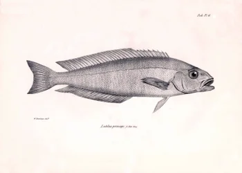 Zoologie: Darstellung des Fisches Latilus princeps, beschrieben von Charles Darwin während seiner Reise an Bord der Beagle. Tafel aus Die Zoologie der Reise der H.M.S. Beagle unter dem Kommando von Kapitän Fitzroy in den Jahren 1832-1836