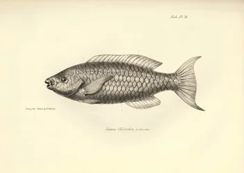 Zoologie: Darstellung des Fisches „Scarus Chlorodon“ beschrieben von Charles Darwin während seiner Reise an Bord der Beagle. Tafel aus „The zoology of the voyage of H.M.S. Beagle under the command of Captain Fitzroy during the years 1832-1836“
