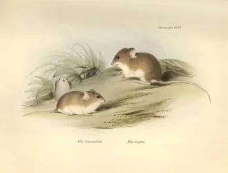 Zoologie: der „Mus albimaculatus“ und „Mus elegans“ (Maus) beschrieben von Charles Darwin während seiner Forschungsreise an Bord der Beagle. Tafel aus „The Zoology of the voyage of H.M.S. Beagle under the command of Captain Fitzroy during the years 1832 to