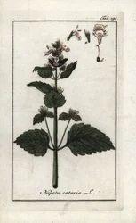 Katzenminze (Nepeta cataria). Lithographie aus Afbeelding der Artseny-Gewassen von Johannes Zorn, Niederlande