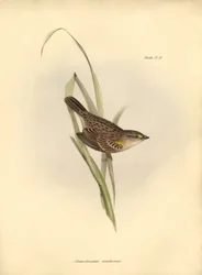 Ornithologie: Ammodramus xanthornus