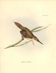 Ornithologie: „Limnornis rectirostris“ Sperlingsvogel aus Südamerika beobachtet und beschrieben von Charles Darwin (1809-1882). Tafel aus „The zoology of the voyage of H.M.S. Beagle. Flight. III, Birds described by John Gould, with notice of their habits b