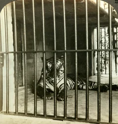 Gefangener menschenfressender Tiger, der für 200 Todesfälle verantwortlich gemacht wurde, Kalkutta, Indien, um 1903