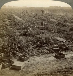 Rosinen trocknen, Fresno, San Joaquin Valley, Kalifornien, USA
