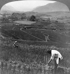Fruchtbare Reisfelder im alten Krater von Aso-San, Japan, 1904