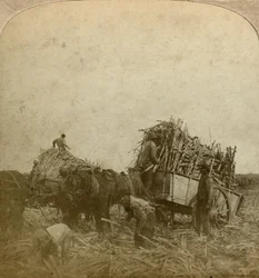 Zuckerrohrverladung, Zuckerplantage, Louisiana, USA