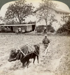 Pflügen von überflutetem Boden für den Reisanbau, nördlich der Hauptstraße bei Uji, nahe Kyoto, Japan, 1904
