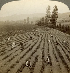 Erdbeerpflücken, Cedar Creek Farm, Hood River Valley, Oregon, USA