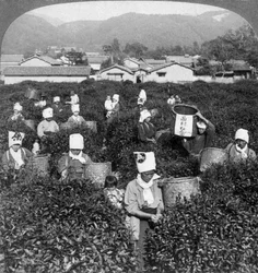 Teepflücken in Uji, Japan, 1904