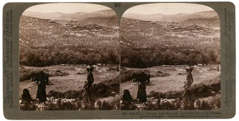 Der Hügel von Samaria, von Süden, umgeben von Feigen- und Olivenhainen, Palästina, 1900