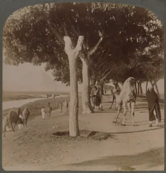 Der Weg zu den Pyramiden, Ägypten, 1896