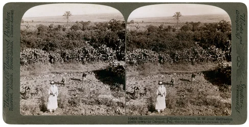 Die nordwestliche Ansicht von Shunem über die Ebene von Esdraelon in Richtung Karmel, 1900er Jahre