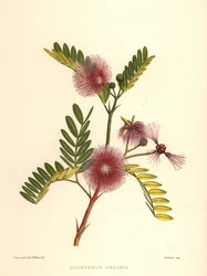 Flaschenbürste, Callistemon linearis (Calistemon linearis)