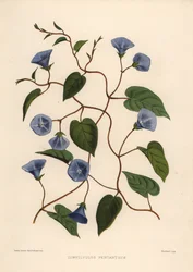 Büschelrebe, Jacquemontia pentanthos
