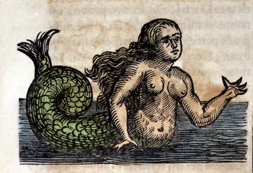 Eine Sirene, ein legendäres Wesen - Kupferstich aus einem Werk von Athanasius Kircher (1601 - 1680), Jesuit, Orientalist und deutscher Gelehrter