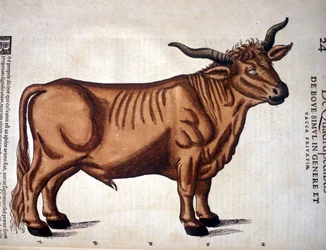 Ein Rind aus der „Historia Animalium“ von Conrad Gessner, Tiguri 1560. Biblioteca Nazionale Braidense, Mailand.