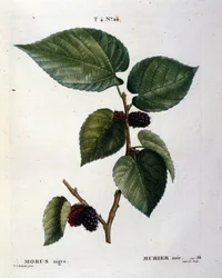 Ein schwarzer Maulbeerbaum und seine Früchte: botanische Tafel des 19. Jahrhunderts