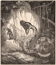 Eine Boa Constrictor öffnet das Maul, um ein Kaninchen zu verschlingen