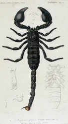Afrikanischer Skorpion - Naturgeschichtstafel
