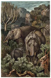 Afrikanischer Elefant (Loxodonta) - Afrikanischer Elefant (Loxodonta) - Gravur aus „Brehms Tierleben“ von Alfred Edmund Brehm (1829-1884)