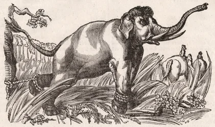 Ein Elefant gefangen in der Savanne, Afrika
