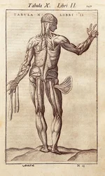 Anatomische Tafel, die einen Mann von hinten darstellt. Gravur in "Anatomia Corporis Humani" von Juan Valverde De Amusco (1525-1588). Barcelona. Biblioteca de Catalunya (Nationalbibliothek von Katalonien, Barcelona).