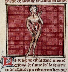 Anatomische Figuren: Männlicher und weiblicher Körper, offener Bauch (Detail)