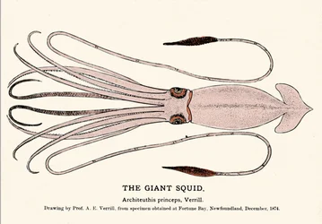 Architeuthis princeps, der Riesenkalmar, der im Dezember 1874 in Fortune Bay (Neufundland) gestrandet ist und erstmals von Professor A.E. Verrill beschrieben wurde. Gravur der Ära