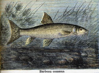 Gemeiner Barbe. Gravur von 1897