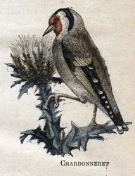 Nützliche Vögel für die Landwirtschaft: Stieglitz