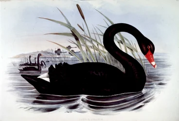 Trauerschwan (Cygnus atratus) - aus J. Goulds „Birds of Australia“, frühes 19. Jahrhundert.