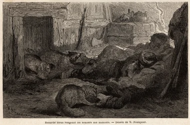 Blaue Füchse nagen an den Schuhen von schlafenden Seeleuten im Zufluchtsort der Beobachtungsstation, Zeichnung von V. Foulquier, zur Illustration von Spitzbergen