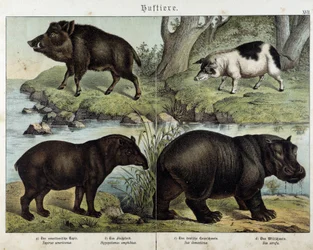 Wildschwein, Schwein, Tapir und Nilpferd - in „Naturgeschichten der Säugetiere“, ed. Schreiber