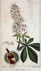 Botanische Tafel - Blumen, Blätter und Früchte des Kastanienbaums