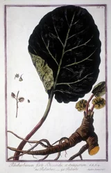 Botanische Tafel: Blatt und Wurzeln des Rhabarbers. Herbarium des 19. Jahrhunderts.