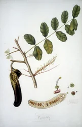 Botanische Tafel: Johannisbrotzweig (Carobba)