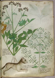Botanische Illustration einer Pflanze und eines Wolfes